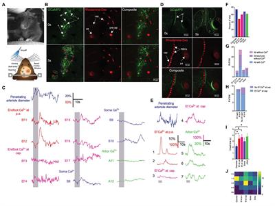 Heterogeneity of Sensory-Induced Astrocytic Ca2+ Dynamics During Functional Hyperemia